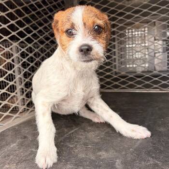 Terrier Dogs Available for Adoption in Edinburg, Texas - Tostada | PetCurious