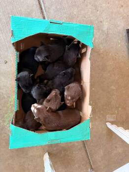 URGENT PUPPY FOSTER NEEDED -  Golden Retriever and Australian Shepherd Dog for Adoption in Cerritos, California - URGENT PUPPY FOSTER NEEDED | PetCurious