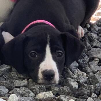 Churro -  Mixed Breed Dog Available for Adoption in Franklin, North Carolina - Churro | PetCurious