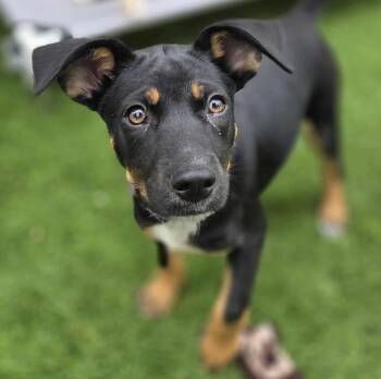 Rescue Shepherd Dogs for Adoption in Puyallup, Washington - Dolly | PetCurious