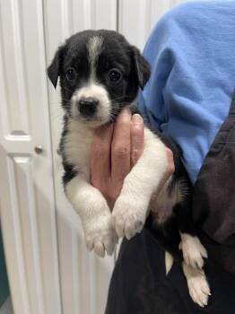 Carl -  Mixed Breed Dog for Adoption in Chattanooga, Tennessee - Carl | PetCurious