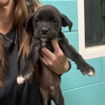 Morris -  Mixed Breed Dog for Adoption in Brentwood, Missouri - Morris | PetCurious