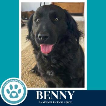 Flat Coated Retriever Dogs Available for Adoption - Benny 031426 | PetCurious