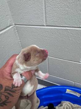 Stan -  Labrador Retriever Dog for Adoption in Chattanooga, Tennessee - Stan | PetCurious