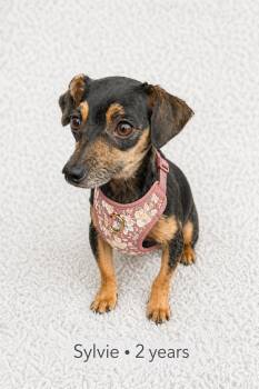 Chihuahua and Dachshund Dogs Available for Adoption in Ocean Township, New Jersey - Sylvie- Tiny Cutie | PetCurious