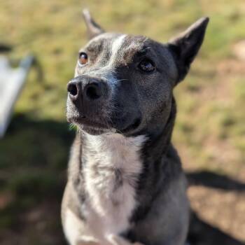 Mixed Breed Dogs Available for Adoption - Vinny | PetCurious