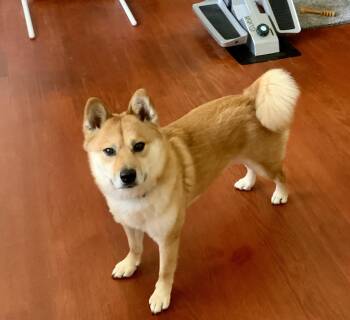 Shiba Inu and Pomeranian Dogs Available for Adoption - Chester (courtesy Post) | PetCurious