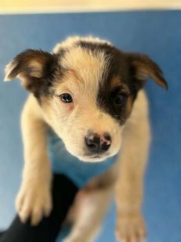 A256420 -  Australian Cattle Dog Blue Heeler and Mixed Breed Dog for Adoption in Visalia, California - A256420 | PetCurious
