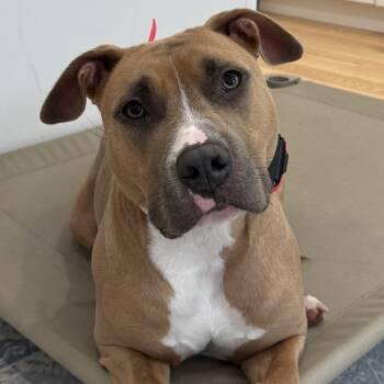 Rescue Pit Bull Terrier and American Staffordshire Terrier Dogs for Adoption in Canaan, New Hampshire - Molly | PetCurious