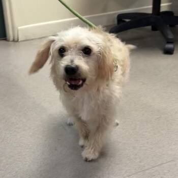 Bobby -  Terrier Dog for Adoption in Pasadena, California - Bobby | PetCurious