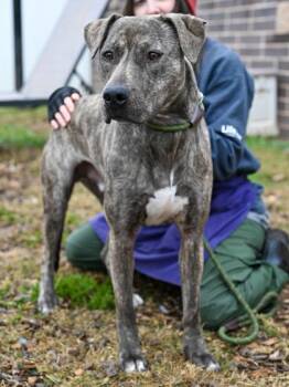 Mixed Breed Dogs Available for Adoption in Chamblee, Georgia - Ninety | PetCurious