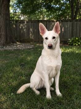 Lucy -  German Shepherd Dog Dog for Adoption in Liverpool, Texas - Lucy | PetCurious