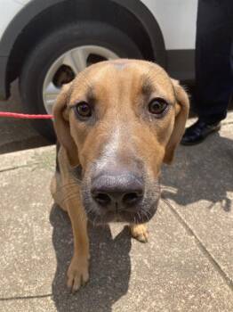 KAHZI -  Mixed Breed Dog for Adoption in Dallas, Texas - KAHZI | PetCurious