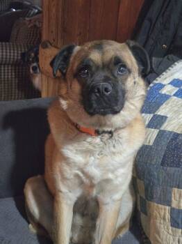 Pug and Pomeranian Dogs Available for Adoption in Friendship, New York - Frankie Peanut | PetCurious