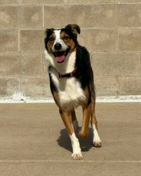 Artemis -  Australian Shepherd and Australian Cattle Dog Blue Heeler Dog for Adoption in Fremont, Michigan - Artemis | PetCurious