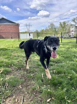 Rescue Husky and Rottweiler Dogs for Adoption in Whitestown, Indiana - Wild | PetCurious
