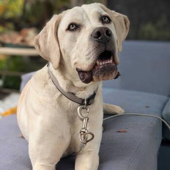 Rescue Cane Corso Dogs for Adoption in Turlock, California - Perdy | PetCurious