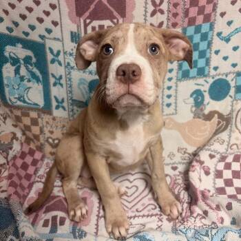 Marigold -  American Bully Dog for Adoption in Waterloo, Iowa - Marigold | PetCurious