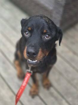 Buster -  Rottweiler Dog for Adoption in Athens, Ontario - Buster | PetCurious