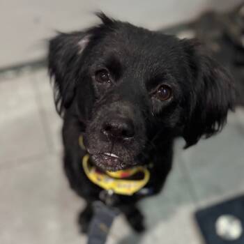 Rescue Spaniel and Mixed Breed Dogs for Adoption in Springboro, Ohio - Mercy | PetCurious