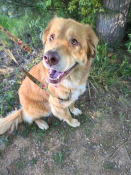 Mixed Breed Dogs Available for Adoption in Fort Mill, South Carolina - Isla | PetCurious