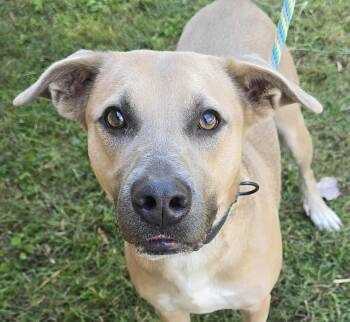 Rescue Black Mouth Cur Dogs for Adoption in Newport, Tennessee - Nathan | PetCurious