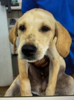 Rescue Yellow Labrador Retriever Dogs for Adoption in Jenkintown, Pennsylvania - Cooper | PetCurious