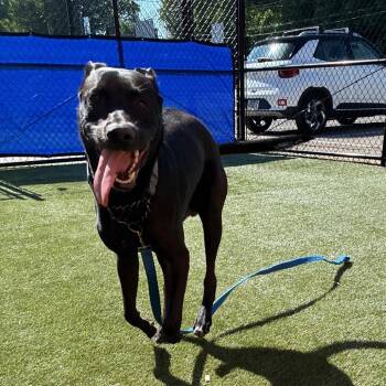 Gunner -  Black Labrador Retriever Dog Available for Adoption in Philadelphia, Pennsylvania - Gunner | PetCurious
