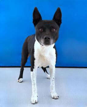 HARRISON -  Cattle Dog and Terrier Dog for Adoption in Pasadena, California - HARRISON | PetCurious