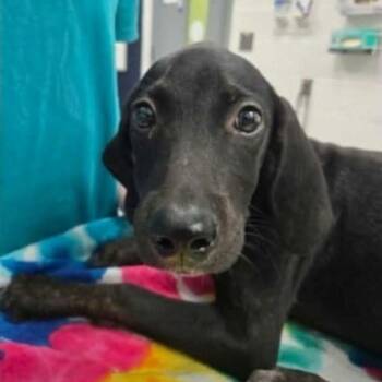 Mallory -  Mixed Breed Dog for Adoption - Mallory | PetCurious