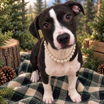 Honeybee - Local October 9-11 -  Labrador Retriever Dog for Adoption in Brookshire, Texas - Honeybee - Local October 9-11 | PetCurious