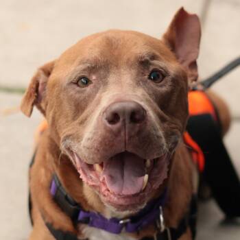 Zamboni -  Mixed Breed Dog for Adoption in Philadelphia, Pennsylvania - Zamboni | PetCurious
