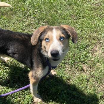Fiddlesticks -  Mixed Breed Dog for Adoption in Chattanooga, Tennessee - Fiddlesticks | PetCurious