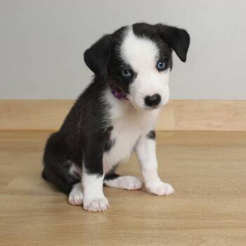 Briar D69906 -  Terrier and Siberian Husky Dog for Adoption in Minnetonka, Minnesota - Briar D69906 | PetCurious