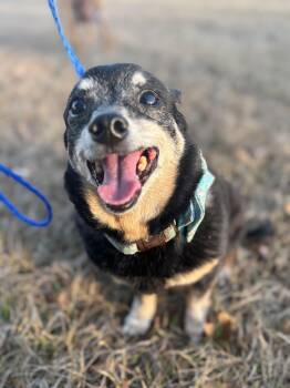 Chihuahua Dogs Available for Adoption - Fred | PetCurious