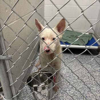 Redwood -  Mixed Breed Dog for Adoption in Greenville, South Carolina - Redwood | PetCurious
