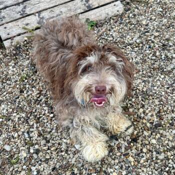 Havanese Dogs Available for Adoption in Bloomfield, Connecticut - Cleo | PetCurious