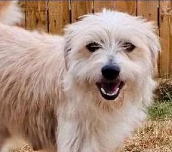 Dixie -  Terrier Dog for Adoption - Dixie | PetCurious