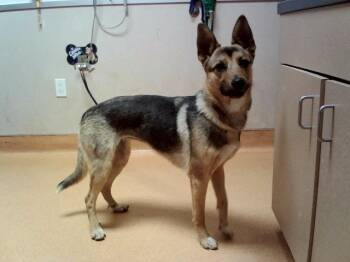 ELISE -  German Shepherd Dog and Mixed Breed Dog for Adoption in Martinez, California - ELISE | PetCurious
