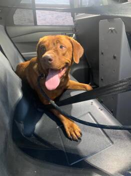 Rhodesian Ridgeback Dogs Available for Adoption in Highland Village, Texas - Brown Stray | PetCurious