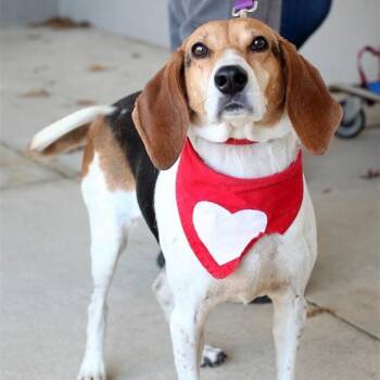 Rescue Hound Dogs for Adoption in Fairfax, Virginia - Lilly Lou | PetCurious