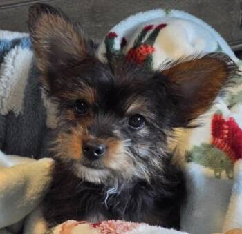 Rescue Yorkshire Terrier Dogs for Adoption in Baltimore, Maryland - Simba_TX | PetCurious