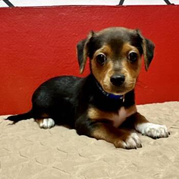 Battleship PR5 -  Beagle and Mixed Breed Dog for Adoption in Union, Missouri - Battleship PR5 | PetCurious