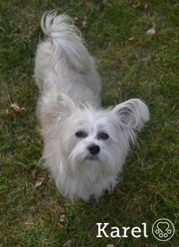 Rescue Lhasa Apso Dogs for Adoption in Montreal, Quebec - Karel | PetCurious