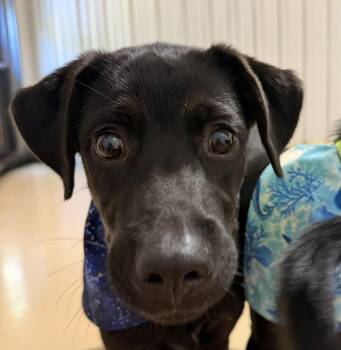 Aemond -  Labrador Retriever Dog for Adoption in Pembroke, Massachusetts - Aemond | PetCurious