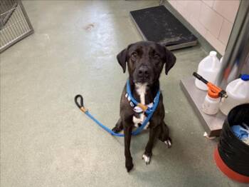 NOVA -  Mixed Breed Dog for Adoption in Santa Fe, New Mexico - NOVA | PetCurious