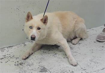 Husky and Mixed Breed Dogs Available for Adoption - BLAZE | PetCurious