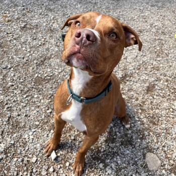 Mixed Breed Dogs Available for Adoption in Fairport, New York - Apollo | PetCurious