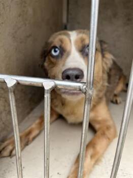 A476812 -  Australian Shepherd and Mixed Breed Dog for Adoption in Oklahoma City, Oklahoma - A476812 | PetCurious