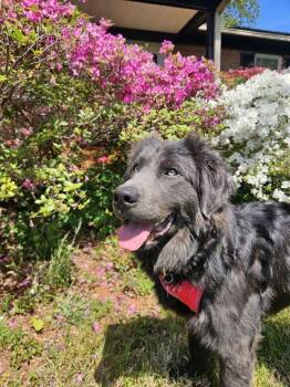 Newfoundland Dog Dogs Available for Adoption in Ledyard, Connecticut - Kinsey | PetCurious